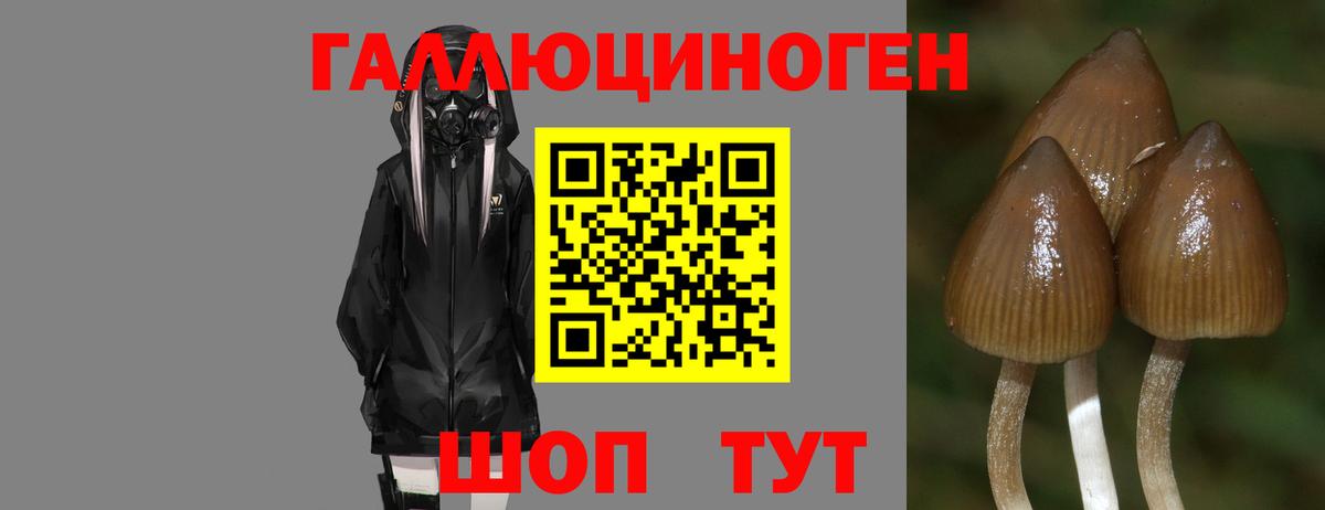 Псилоцибиновые грибы GOLDEN TEACHER Ржев